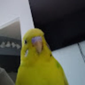 Meet your Posher, Kenneth